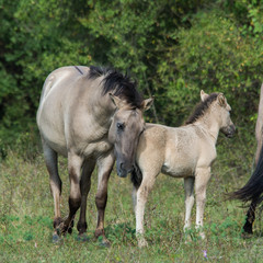 Obraz premium Wildlife photo - A herd of wild horses with a cub, Austria, Europe