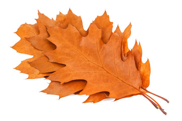 dry oak leaves isolated on white
