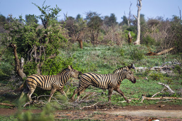 Fototapeta premium Plains zebra in Kruger National park, South Africa