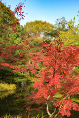 Fall in Kyoto, Japan, autumn leaves in an old temple garden