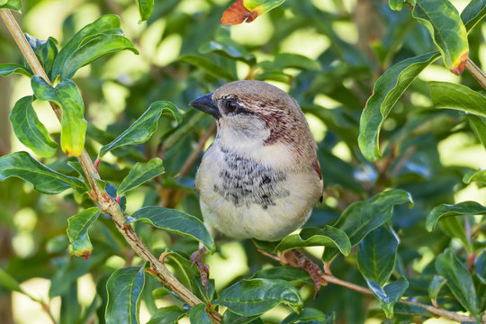 Close up of an Egyptian House Sparrow perched in a bush, looking left