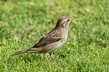 Close up of an Egyptian House Sparrow standing in short grass