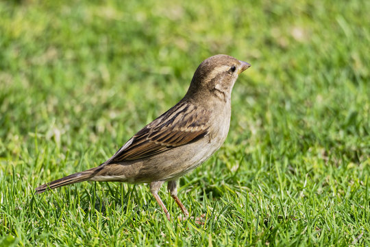 Close up of an Egyptian House Sparrow standing in short grass