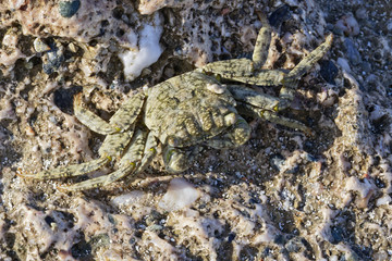Mottled Shore Crab on Marsa Alam beach in Egypt.