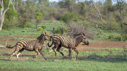 Fototapeta na wymiar Plains zebra in Kruger National park, South Africa
