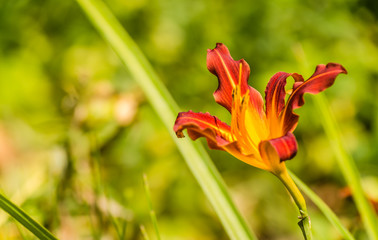 Orange daylily flower fully open. Each beautiful flower lasts just one day. 