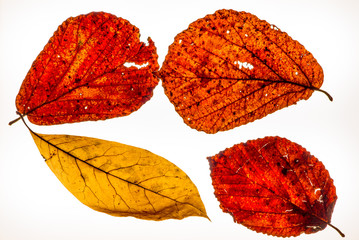 Isolated colorful autumn leafes on a lightbox - 3