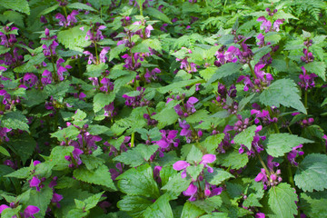 Bouquet of blooming flowers, nature colourful background