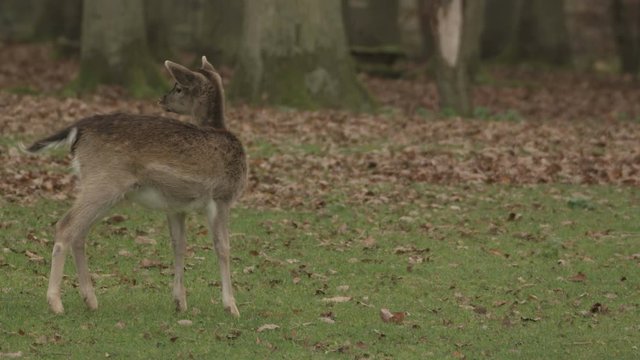 fallow deer in autumn - available in 5k red epic footage