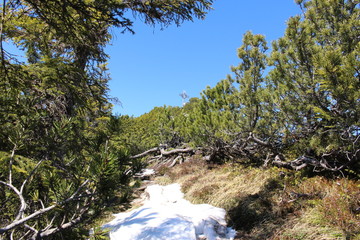 Landscape of snowy Alp mountains with forests, taken from Alpspitz peak in Gaflei village in the...