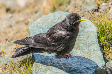 bird on rock