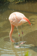 pink flamingo in zoo landscape .

