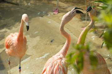 Obraz premium pink flamingo in zoo landscape . 