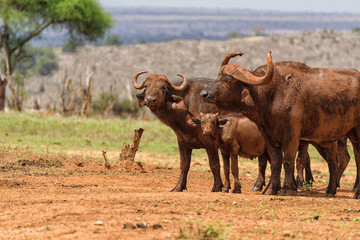 Family of African Buffalo