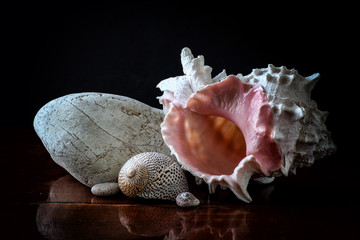 natura morta con conchiglie e sasso