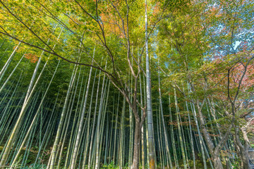 Autumn leaves, Fall foliage of Maple trees (Momiji) at Arashiyama bamboo forest near Tenryu-ji temple, Located in Kyoto, Japan