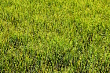 Swamp grass on the marshlands of Florida