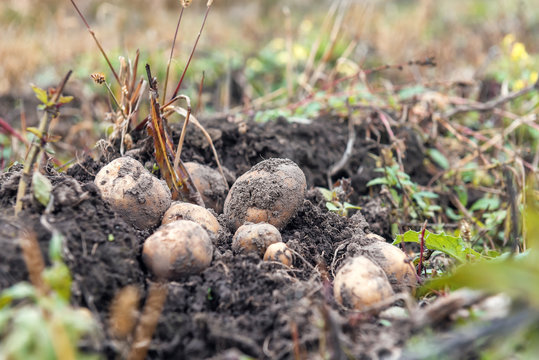ripe raw potato in the soil