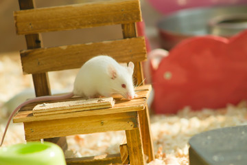 white mouse