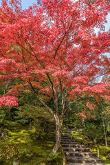 Fototapety  Momiji (Klon) Jesienne liście i jesienny krajobraz liści w lesie Arashiyama, Kioto, Japonia