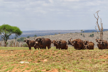 Family of African Buffalo