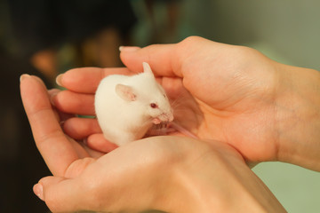 white mouse