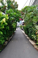 The plants on the sides of the paved road. Indonesia