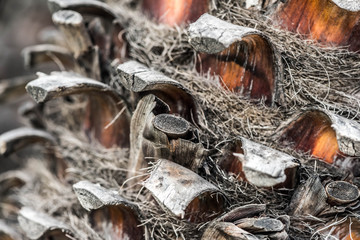texture of palm trees