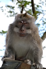 Indonesian monkey