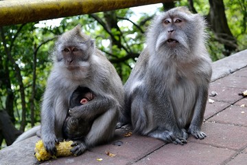 Indonesian monkey with cub.