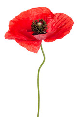 Single poppy isolated on white background.