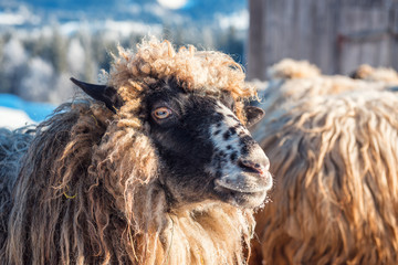 sheep portrait in winter
