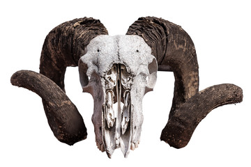skull of ram isolated on white