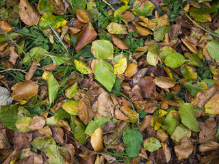 Buntes Laub