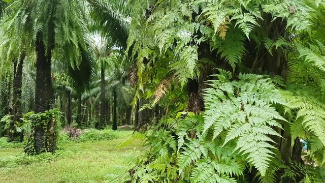 Ferns around African palm oil trees in Krabi Thailand
