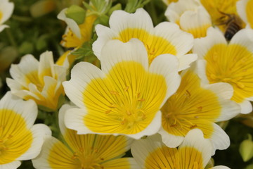 Yellow and white "Douglas' Meadowfoam" flowers (or Poached Egg Plant, Meadow Foam, Fried Eggs) in St. Gallen, Switzerland. Its Latin name is Limnanthes Douglasii, native to western USA.