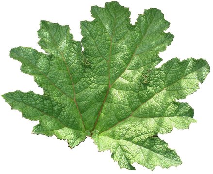 feuille de Gunnera
