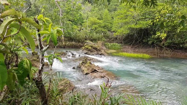 Pa Phru Tha Pom Khlong Song Nam at Kra-bi province,Thailand
