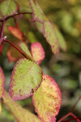 Herbst - Blatt