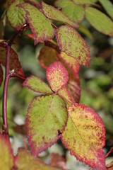 Herbst - Blatt