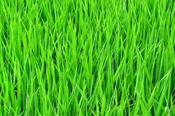 Fototapeta na wymiar The growing shoots of rice. Indonesia