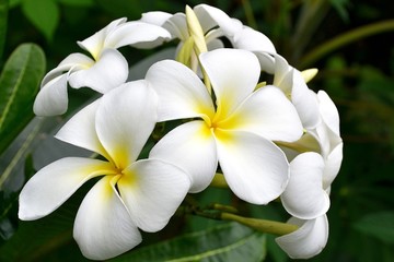 White Magnolia flowers. Indonesia