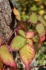 Herbst - Blatt
