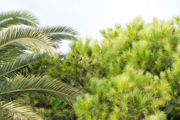 Obraz premium flock of migratory birds of the starlings