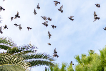 starlings migratory birds flew south