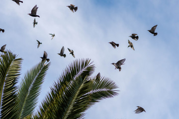 starlings migratory birds flew south
