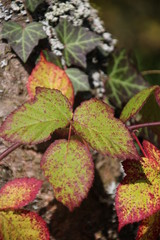 Herbst - Blatt