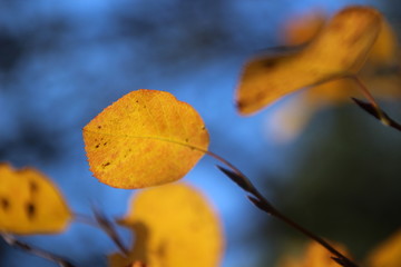 Nahaufnahme von einem Blatt