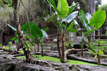 Tropical vegetation of Indonesia