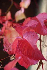 Rotes Blaatt
